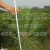 大量出售低价30-40公分油松树苗、40-50公分油松树苗