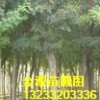 供应国槐 刺槐 花椒苗