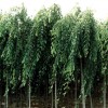 长期低价供应各种花木，苗木 绿化草坪等