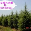 雪松 “基地”13016978631南京博艺苗圃场