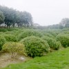 冠幅3米海桐，石楠了；紫薇；紫叶李；15公分广玉兰，枇杷