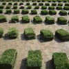 特价草坪草，马尼拉，百慕大，四季青，高羊茅，结缕草等草坪