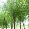 河北法桐         保定法桐