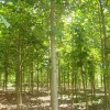 马褂木基地，马褂木价格报价信息