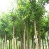 核桃苗，山桃山杏，苹果苗，山楂苗，花椒苗