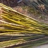 山东滨州3-5公分柳树,8-10公分柳树