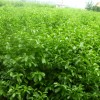 供应红白黄玉兰小苗，乐昌含笑小苗，红枫小苗，樱花小苗