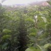 核桃苗苹果苗山楂苗桃树苗梨树苗速生杨