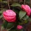 红豆杉盆景、金边桂花、竹柏、盆栽茶花、杜鹃花、八角金盆