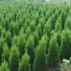 各种苗木、药材