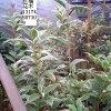 红豆杉盆景、金边桂花、竹柏、盆栽茶花、杜鹃花、八角金盆
