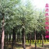 供应馒头柳|垂柳|速生柳|金丝柳