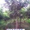 供应二次定杆栾树|法桐|刺槐