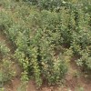 供应优质核桃苗  花椒苗 山楂苗 桃树苗 苹果苗