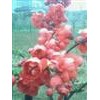 供应年宵精品花-日本海棠花，木瓜海棠花、沂州海棠花