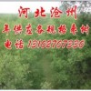 常年供应各规格枣树