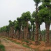 百强企业园林【大型香樟香泡栾树园林公司]；