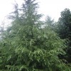 雪松，广玉兰。红叶石楠。大叶女贞。紫薇。马褂木。朴树。榉树等