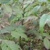 供油松苗核桃苗