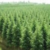 批发南京鑫达雪松绿化苗木