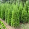 大量经销各种苗木、药材、果类