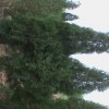 供应白皮松 油松 华山松  国槐   恻柏  冬青