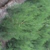 供应白皮松 油松 华山松  国槐   恻柏  冬青