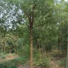 香樟栾树