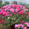 杜鹃花、君子兰、红豆杉、竹柏.金边桂花。茶花