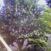 杜鹃花、君子兰、红豆杉、竹柏.金边桂花。茶花