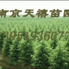 ★南京雪松黄连木杜仲蜀桧女贞广玉兰榆树朴树等★ 