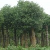 供应香樟 樟树 移植香樟 移栽香樟 骨架香樟