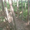 供应美国竹柳