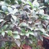 杜鹃花、君子兰、红豆杉、竹柏.金边桂花。茶花
