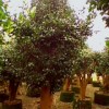 红豆杉盆景、金边桂花、竹柏、盆栽茶花、杜鹃花、八角金盆