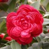 红豆杉盆景、金边桂花、竹柏、盆栽茶花、杜鹃花、八角金盆