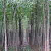 供应大量速生柳、馒头柳、旱柳