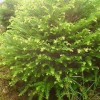 红豆杉盆景、金边桂花、竹柏、盆栽茶花、杜鹃花、八角金盆