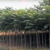 河北法桐         保定法桐