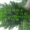 大量供应国槐、国槐苗、嫁接白蜡苗、法桐、柳树等