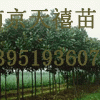 ★南京紫叶李黄连木广白玉兰雪松蜀桧龙柏朴树等苗供应！