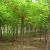 专供白蜡5-20公分，国槐，法桐，合欢等