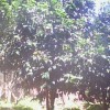红豆杉盆景、金边桂花、竹柏、盆栽茶花、杜鹃花、八角金盆