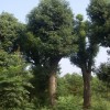 【大型香樟香泡栾树园林公司]；欢迎您的光临。
