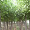 中国苗木花卉之乡