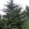 雪松，广玉兰。红叶石楠。大叶女贞。紫薇。马褂木。朴树。榉树等