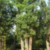 长期供应香樟，桂花，广玉兰，杜英，香泡，香橼，栾树