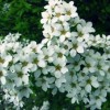 红天竹、芦苇根.紫蕙槐、红王子锦带