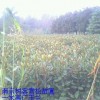供小广玉兰