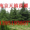 ★南京天禧苗圃=南京雪松黄连木朴树玉兰蜀桧苗木基地